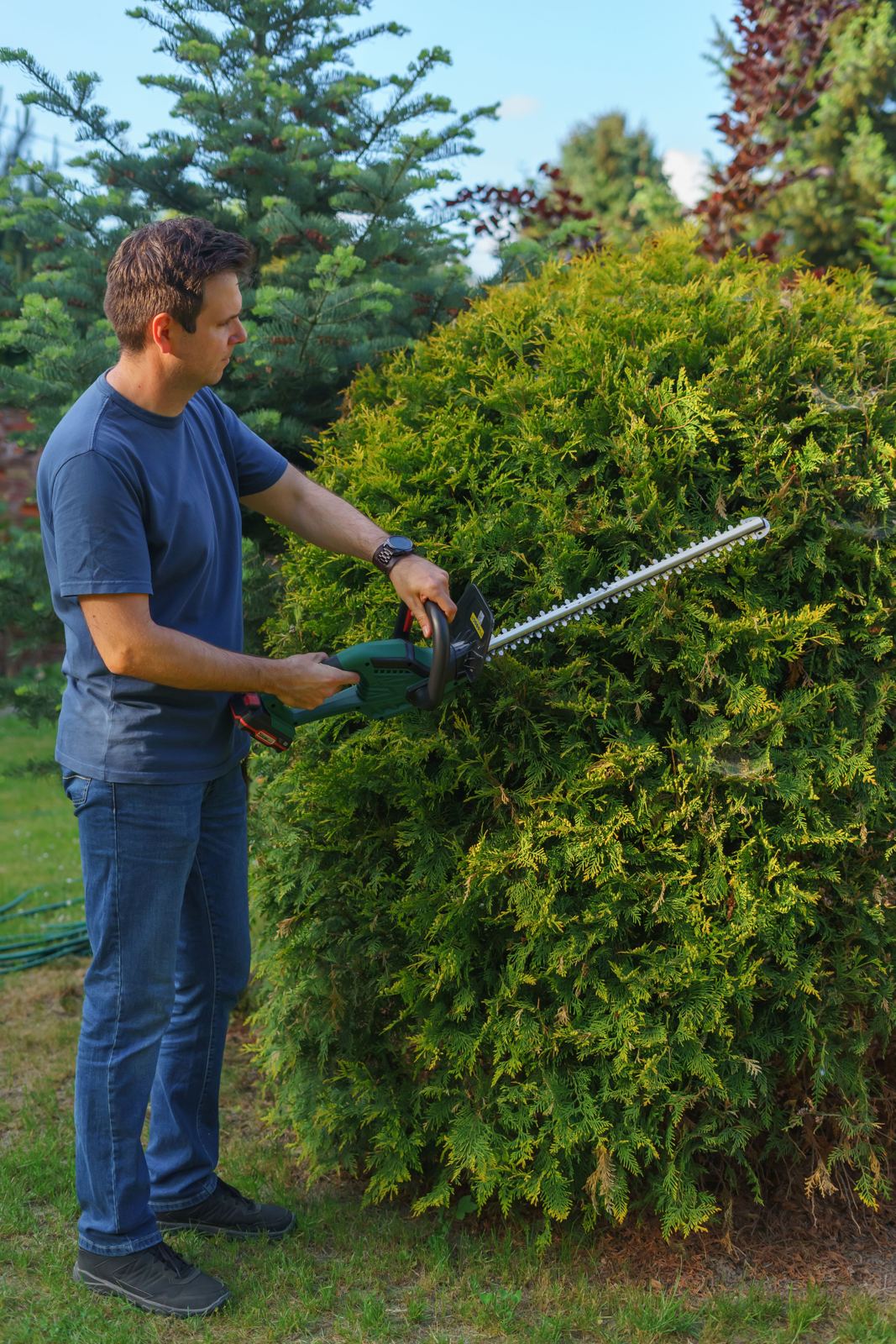Gardener cutting back a large golden conifer with a hedge trimmer