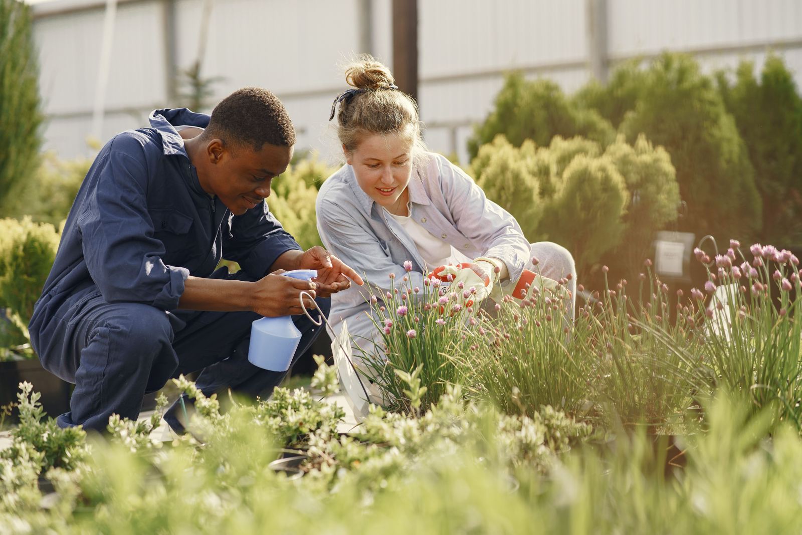 Two gardeners looking closely at chive plants in flower