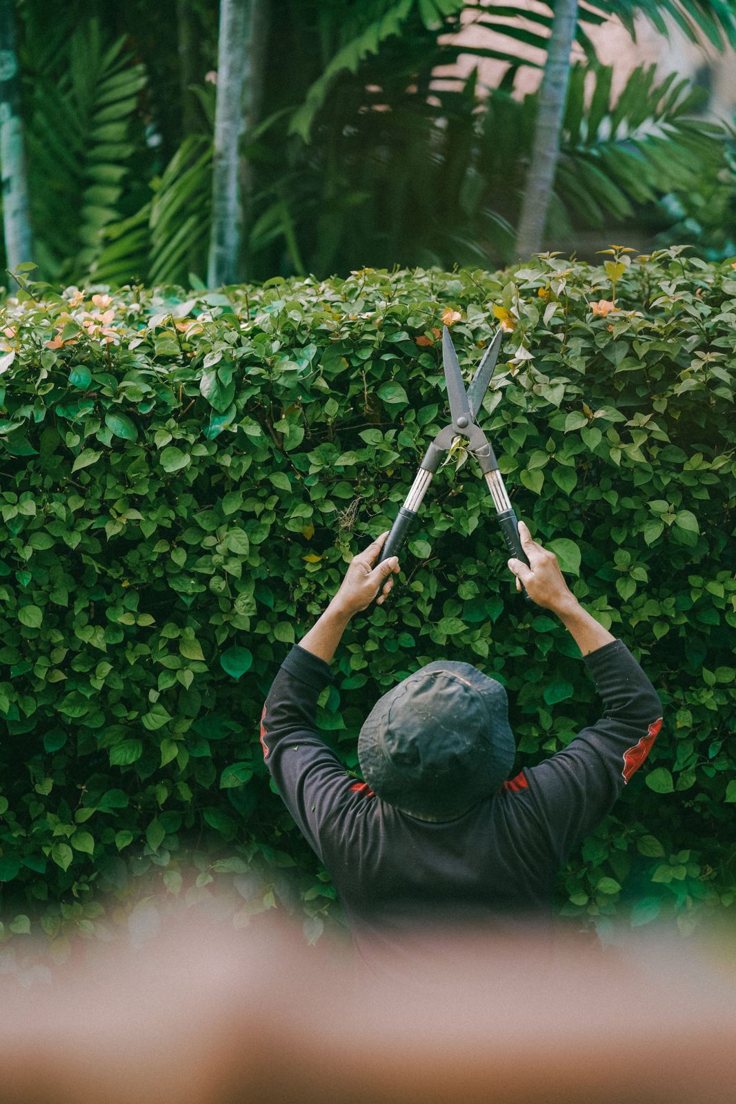Gardener raising long-handled shears to shape a dense green hedge