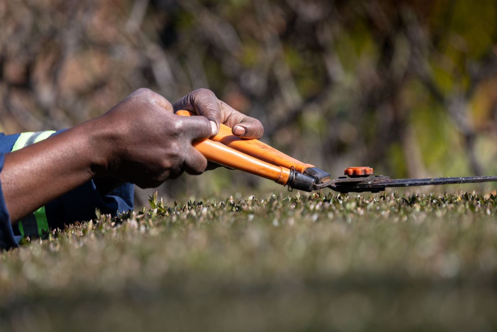 Gardener's hands guiding orange hedge shears across a hedge top