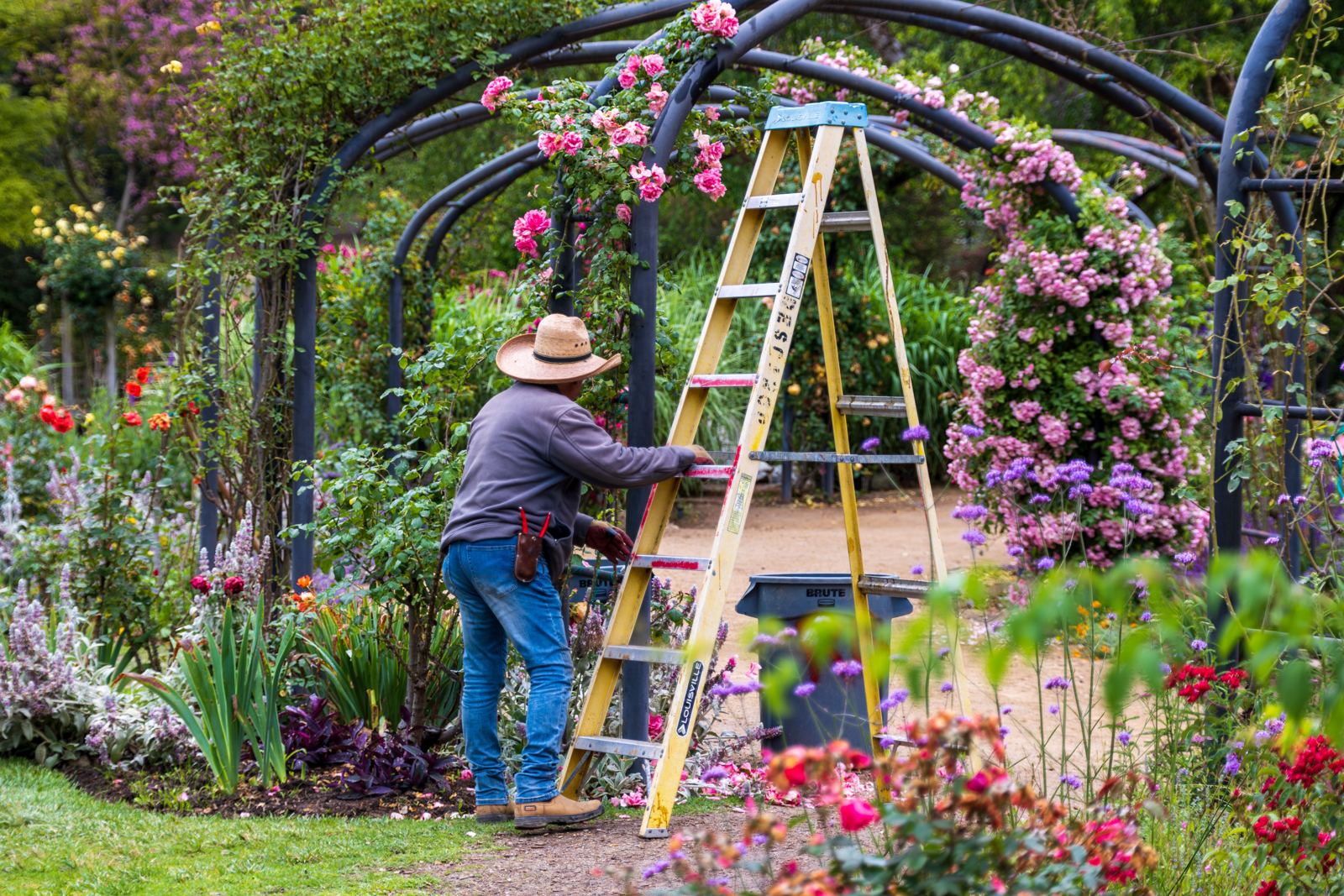 Gardener with a stepladder tending roses on a garden arch