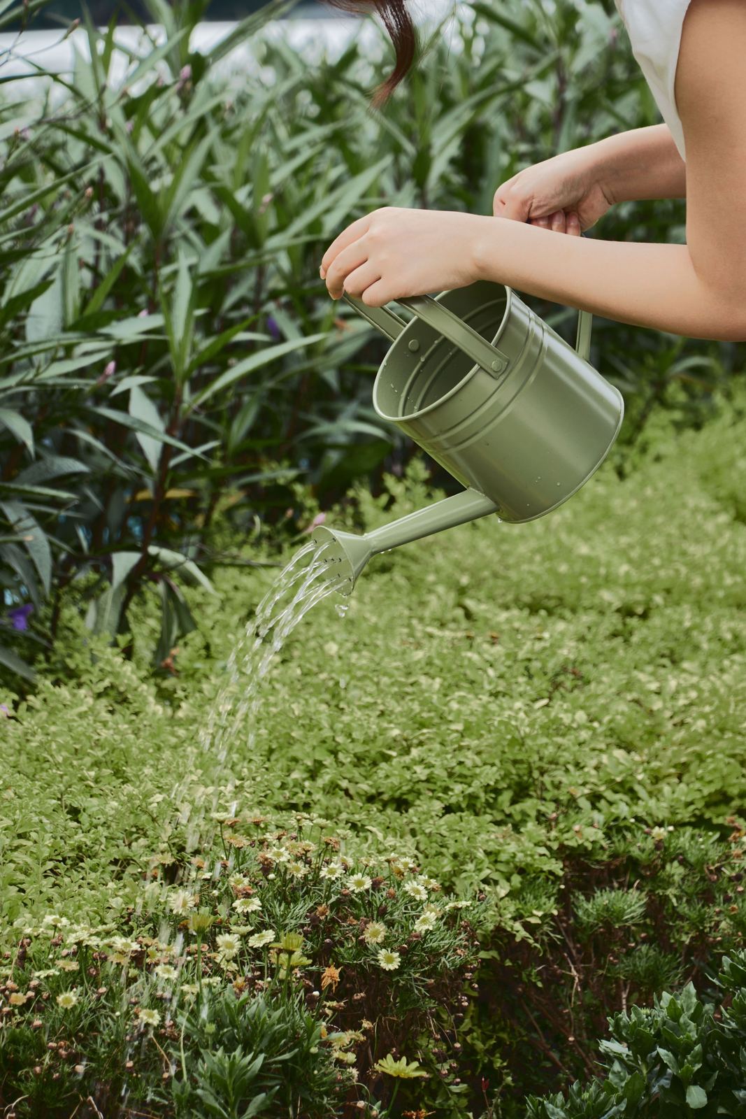Water pouring from a watering can onto daisies and ground cover
